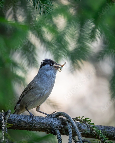 Obraz Kapturka Sylvia atricapilla
