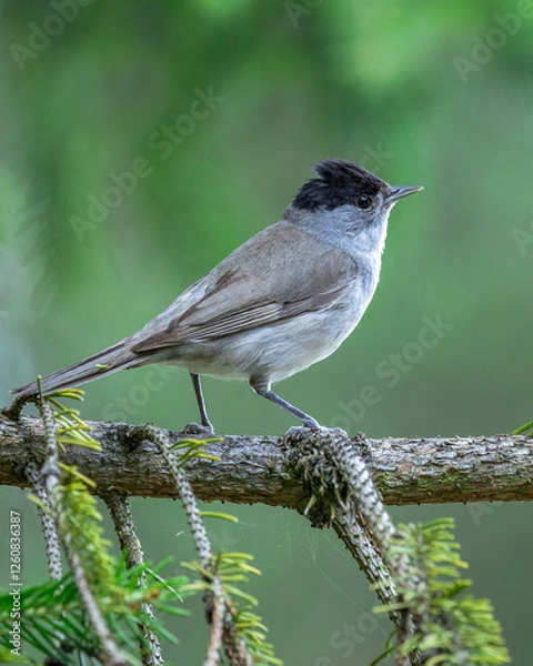 Obraz Kapturka Sylvia atricapilla