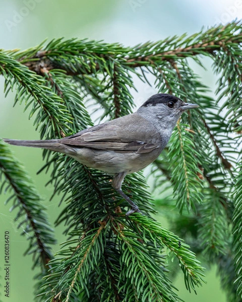 Obraz Kapturka Sylvia atricapilla