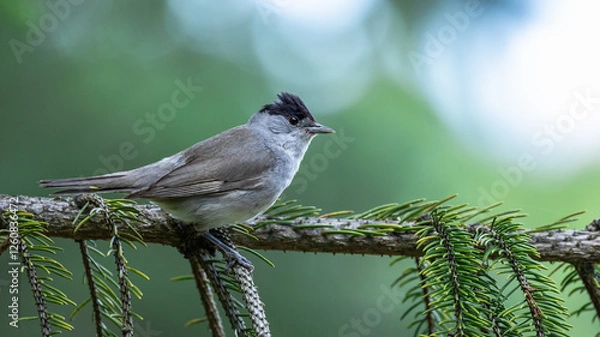 Obraz Kapturka Sylvia atricapilla