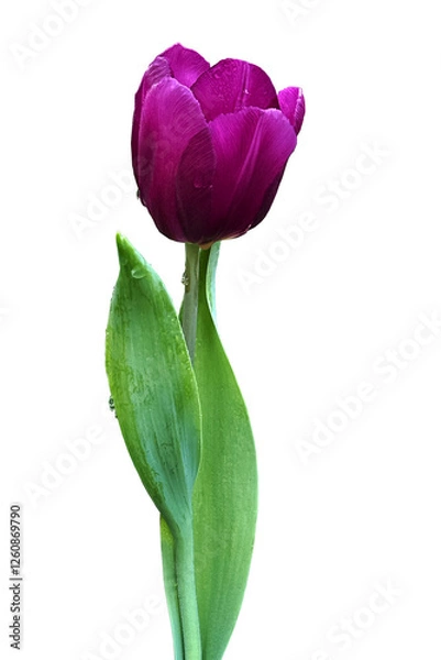 Obraz purple tulip with green leaf cut out