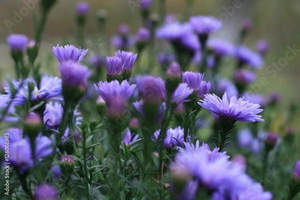 Fototapeta осенние хризантемы в цвету