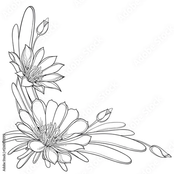Fototapeta Corner bouquet with outline Bitterroot or Lewisia rediviva flower and leaves in black isolated on white background.
