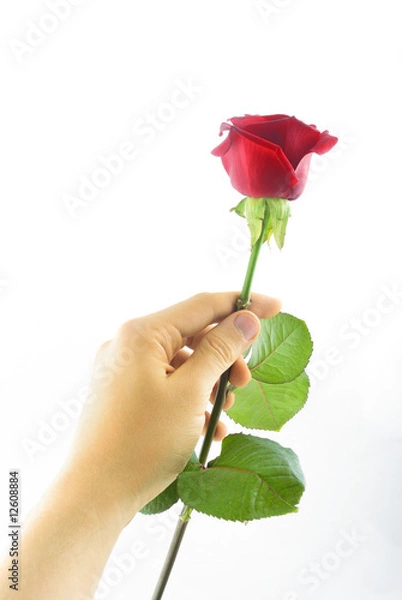 Fototapeta red rose in hand 2