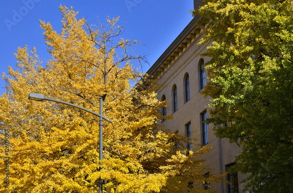 Obraz 日本大通り紅葉