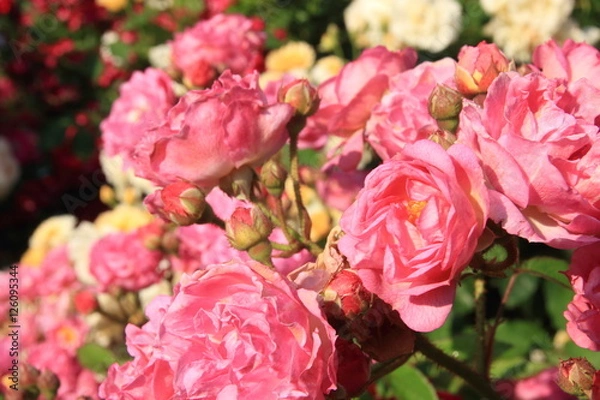 Fototapeta バラの花