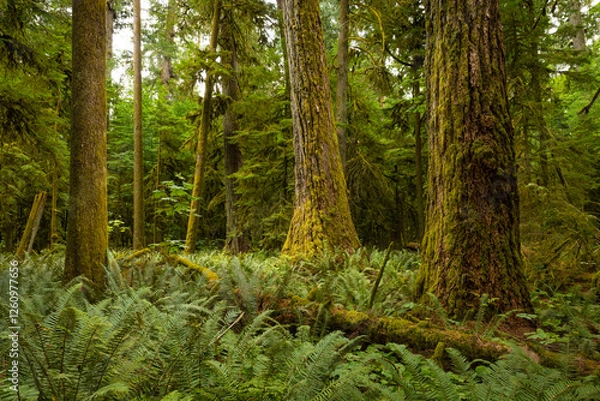 Fototapeta MacMillan Provincial Park is a provincial park on Vancouver Island in British Columbia, Canada. The park is home to a famous, 157 hectare stand of ancient Douglas-fir, known as Cathedral Grove.