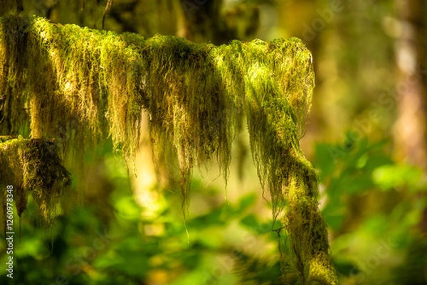 Fototapeta Hanging lichen on a branch in rain forest. Pacific Rim National Park in Vancouver Island near Tofino. British Columbia. Canada.