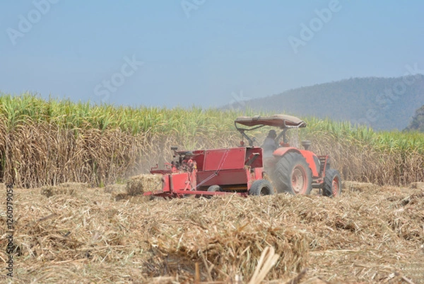 Obraz A tractor is using a machine to press sugarcane leaves into square bales in a sugarcane field.