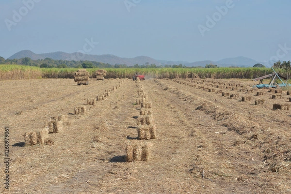 Obraz A tractor is using a machine to press sugarcane leaves into square bales in a sugarcane field.