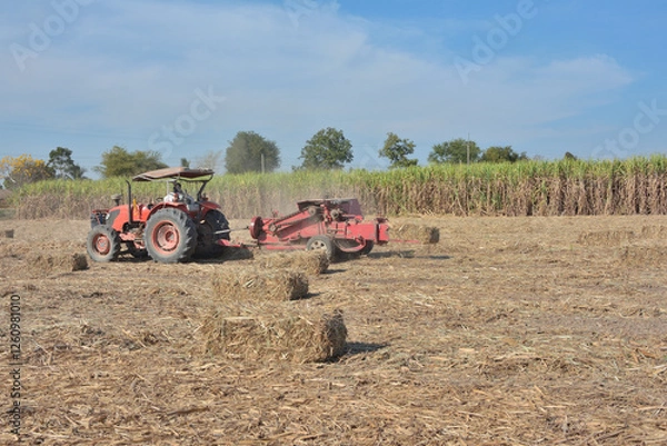 Obraz A tractor is using a machine to press sugarcane leaves into square bales in a sugarcane field.