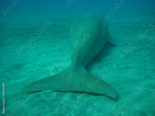 Obraz Dugong