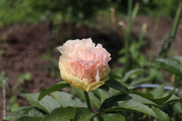 Obraz Lois Choice.Peony in the garden. Shot of a peony in bloom works perfectly with the green background. Spring background. Blooming, spring, flora. Flowers photo concept. Greeting cards.