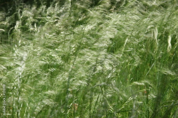 Obraz bewegtes gras
