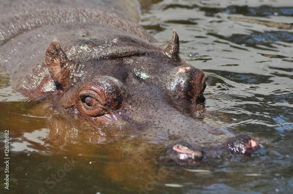 Fototapeta Hippo. Floating in the water a large animal living in Africa