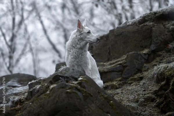 Obraz Beautiful and calm fluffy Swiss shepherd dog portrait outside in the magical snowy forest.