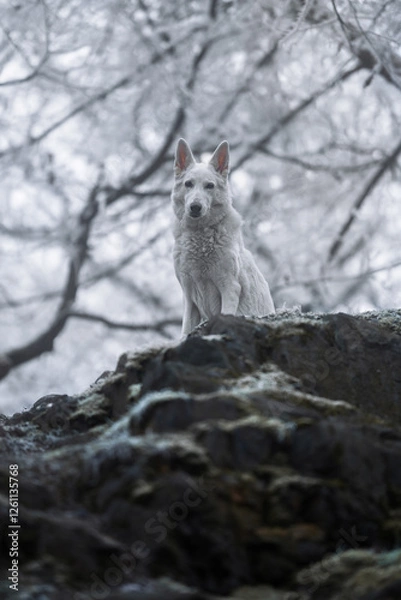Obraz Beautiful and calm fluffy Swiss shepherd dog portrait outside in the magical snowy forest.