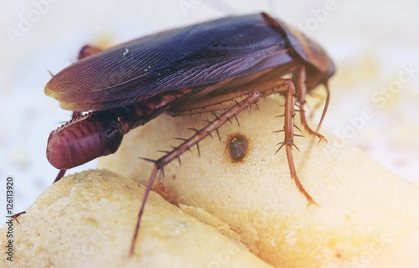 Obraz brown cockroach with cockroach eggs