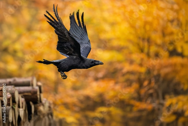 Fototapeta The great raven flies through the forest in search of food.