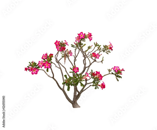 Obraz Desert Rose isolated on white background.