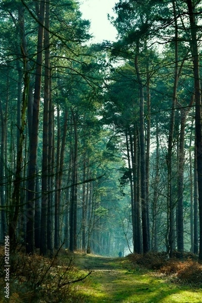 Obraz morning in the forest