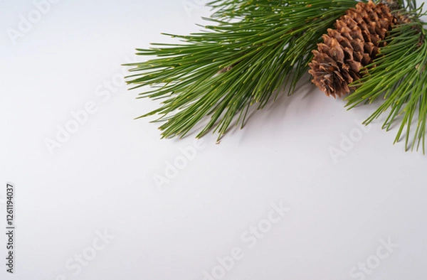 Fototapeta christmas tree branch with cones