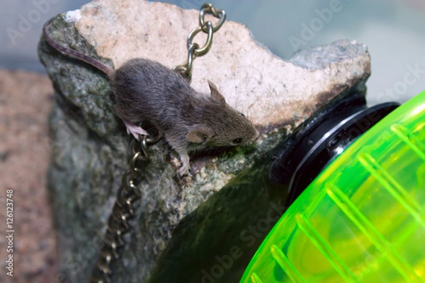 Obraz Mouse on a rock with a chain