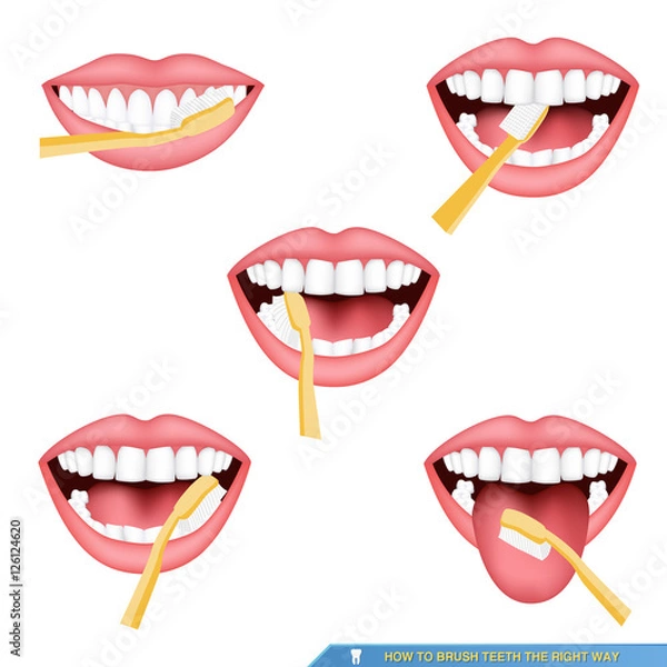 Obraz infographic of brushing teeth,  how to brush teeth the right way..