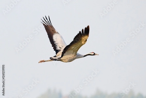 Fototapeta canada goose in flight
