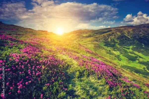 Fototapeta Fantastic pink flowers