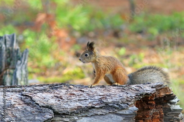 Fototapeta Red squirrel sitting on an old log