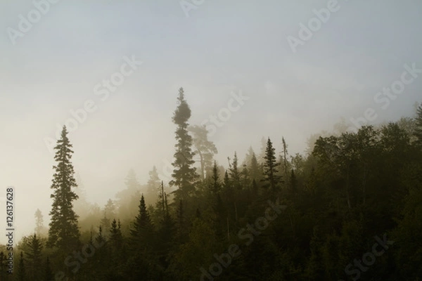 Obraz Black Forest II