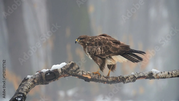 Obraz Buzzard (Buteo buteo(perched on a branch in winter.