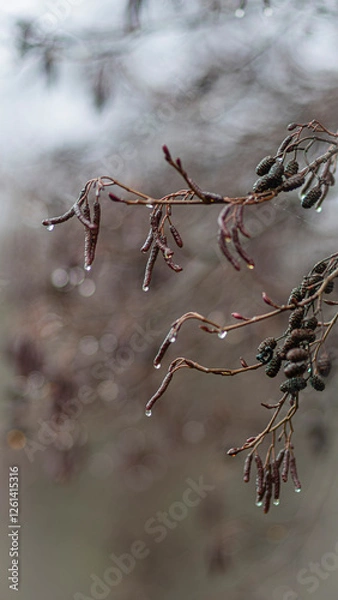 Obraz Kropelki, Olcha