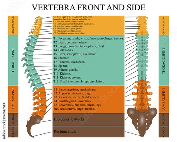 Fototapeta Diagram of a human spine in front and side with the name and description of all sections of the vertebrae. Vector illustration.