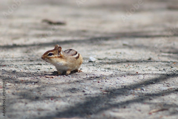 Obraz Curious Chipmunk
