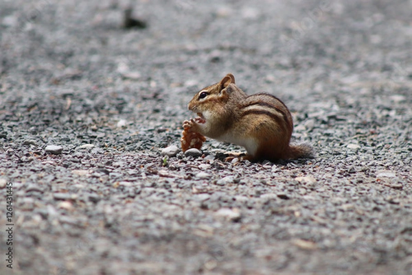 Obraz Hungry Chipmunk