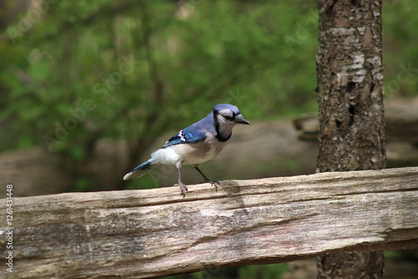 Obraz Blue Jay