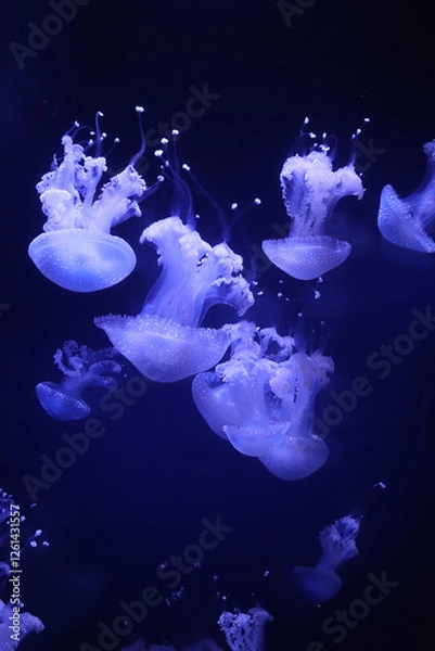 Obraz Jellyfish