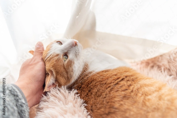 Obraz かわいい飼い猫を撫でる飼い主　茶トラ白