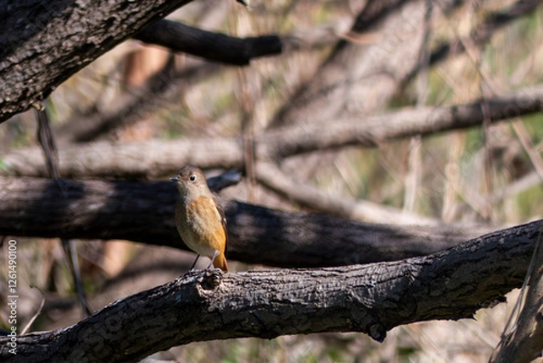 Fototapeta 木の枝にかわいい冬の野鳥の姿　ジョウビタキがとまっている