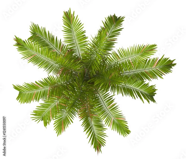 Fototapeta Single palm Tree isolated on transparent background. Montgomery palm tree with green leaves on white background. Isolated palm tree PNG on transparent background. palm tree leaves. Veitchia arecina.