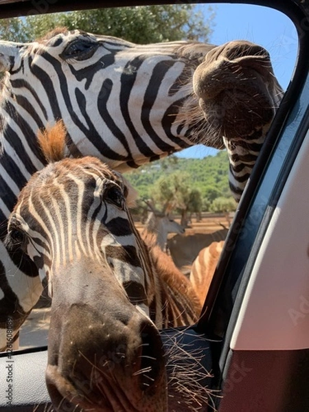 Obraz zebra in the zoo
