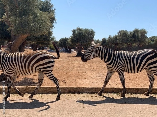 Obraz zebras in the zoo