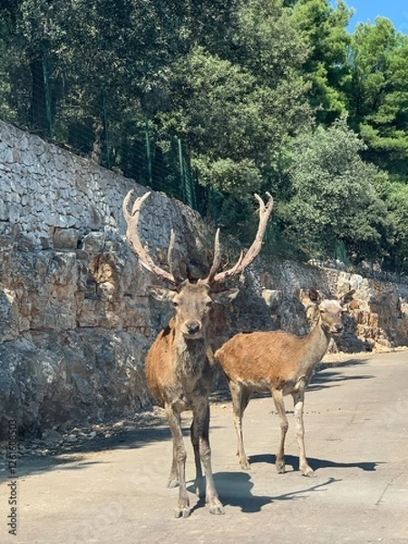 Obraz deer on the road