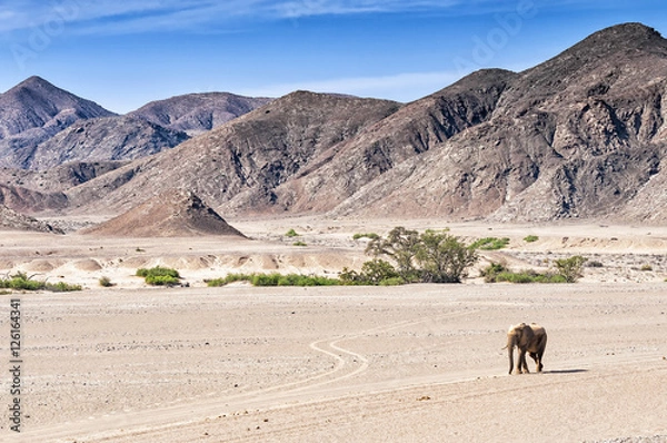 Fototapeta Desert elephant walking in the dried up Hoanib river in Namibia. Desert elephants are african bush elephants that have made their homes in the Namib deserts. Are solitary and roam over large areas