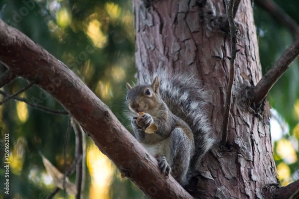 Obraz gray squirrel in the foreground eating peanut