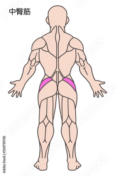 Fototapeta 中臀筋、人体の筋肉図