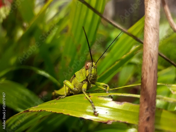 Fototapeta a grasshopper with the Latin name Caelifera that sits on a leaf