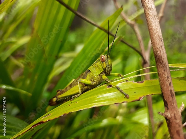 Fototapeta a grasshopper with the Latin name Caelifera that sits on a leaf